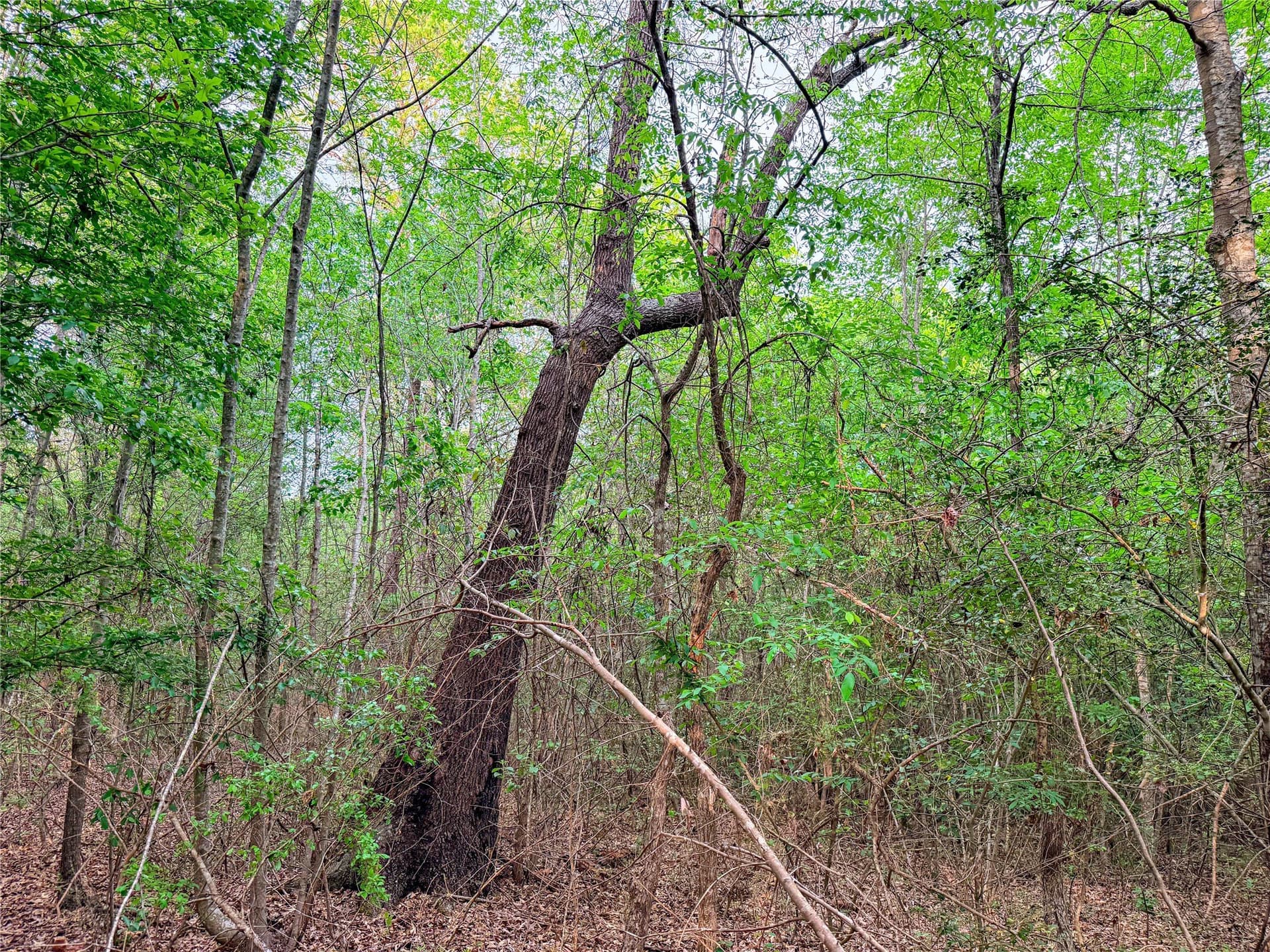 22.5 acres in Smith County - photo 30