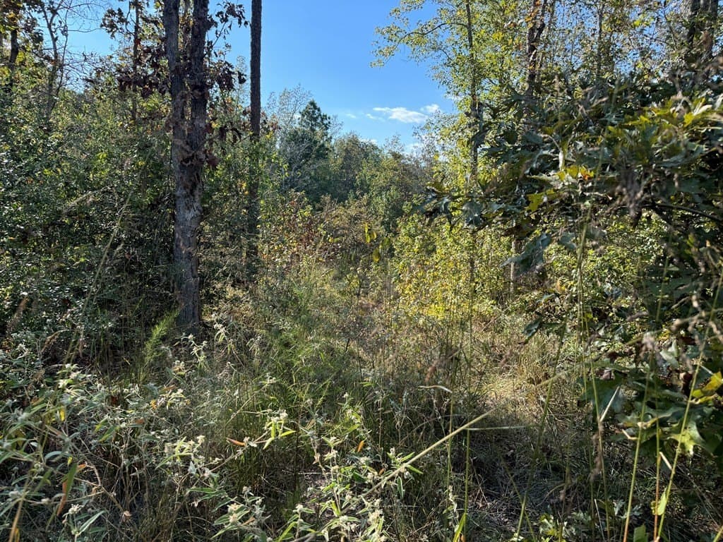 22.09 acres in ANDERSON County - photo 9