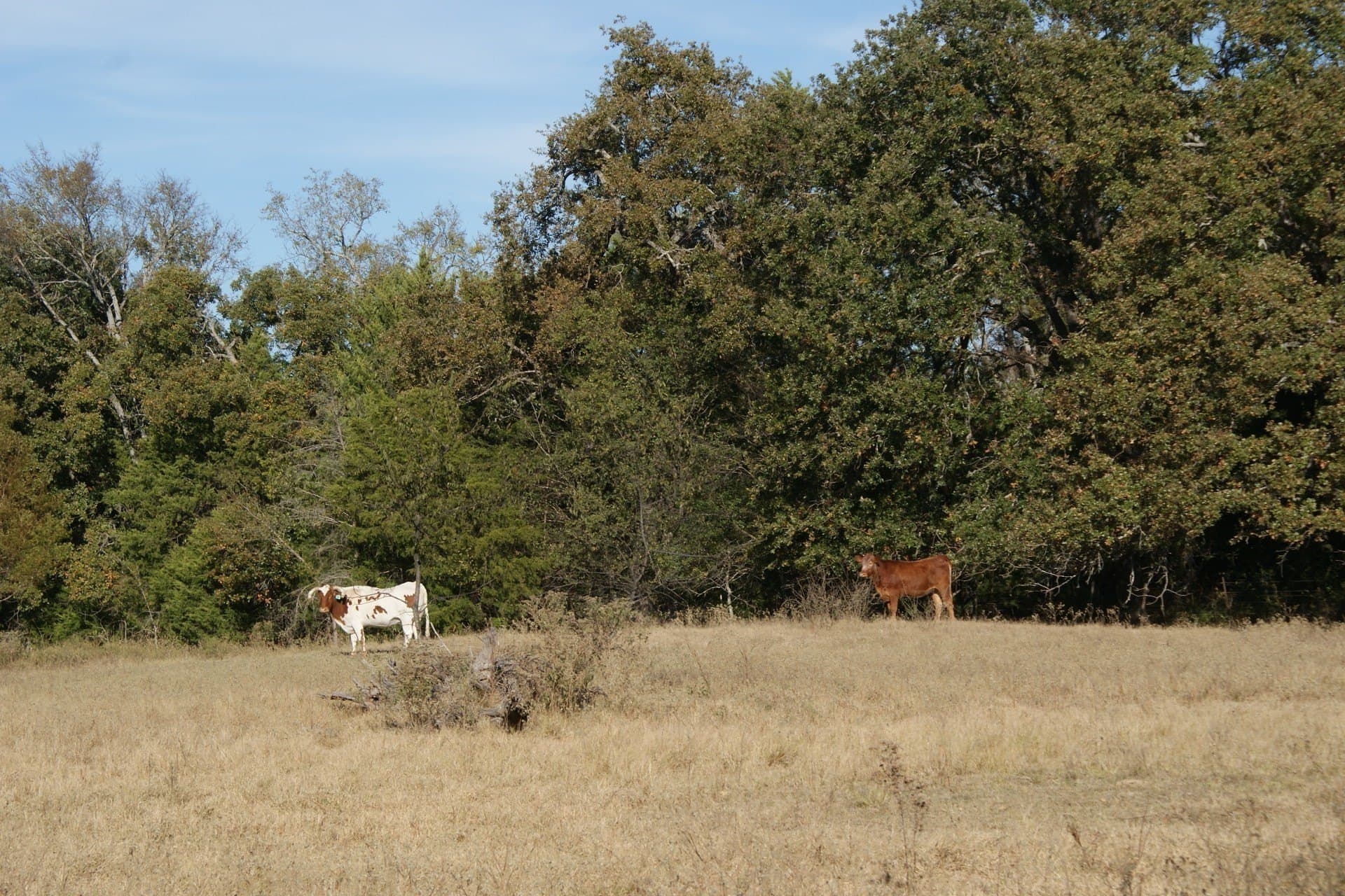 15.65 acres in Kaufman County - photo 35