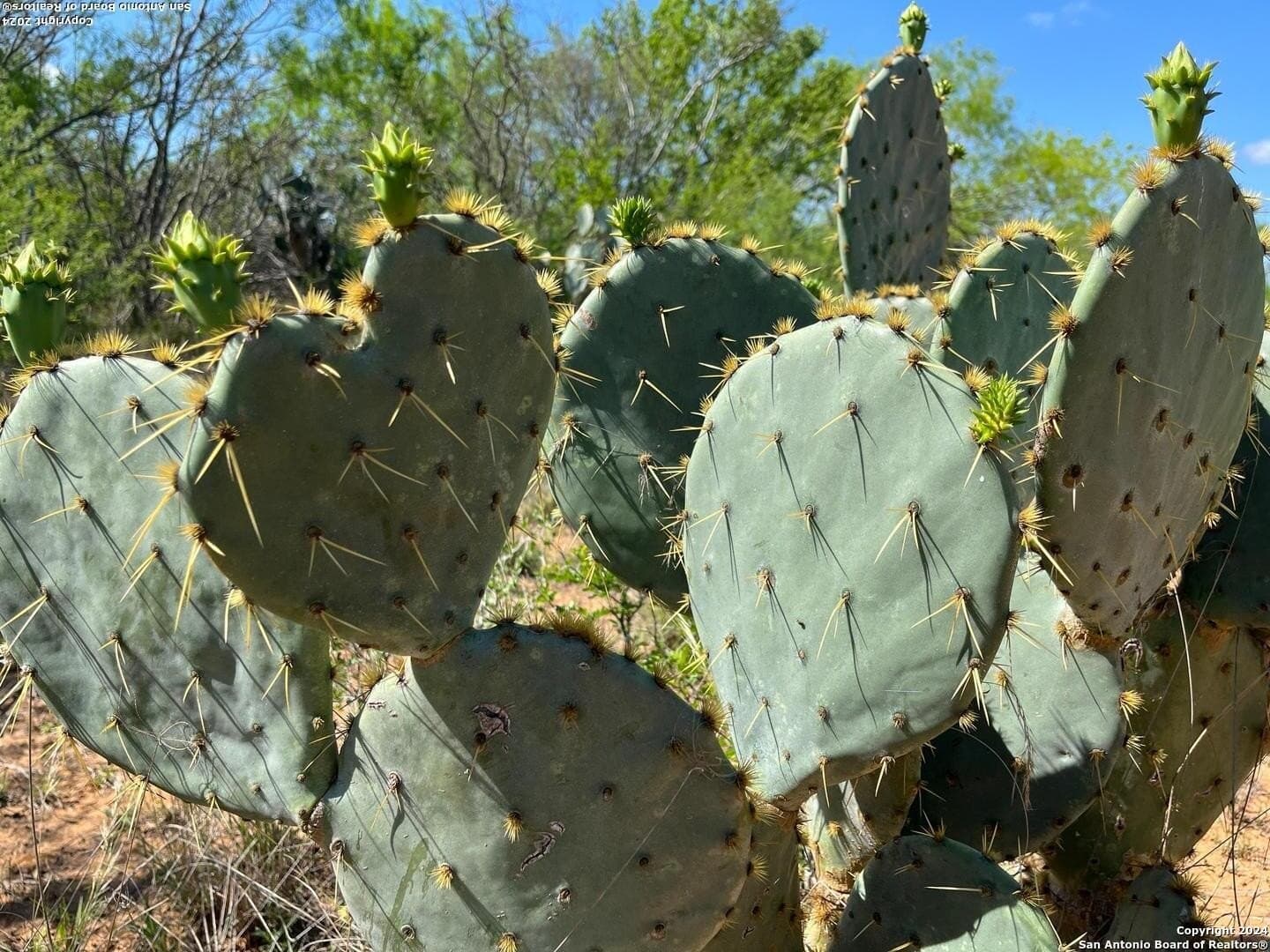 15 acres in Frio County - photo 16
