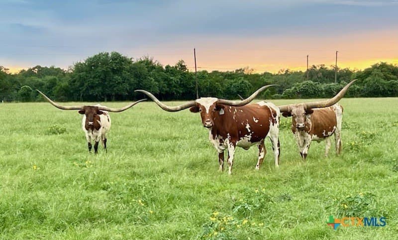 20 acres in Comal County - photo 13