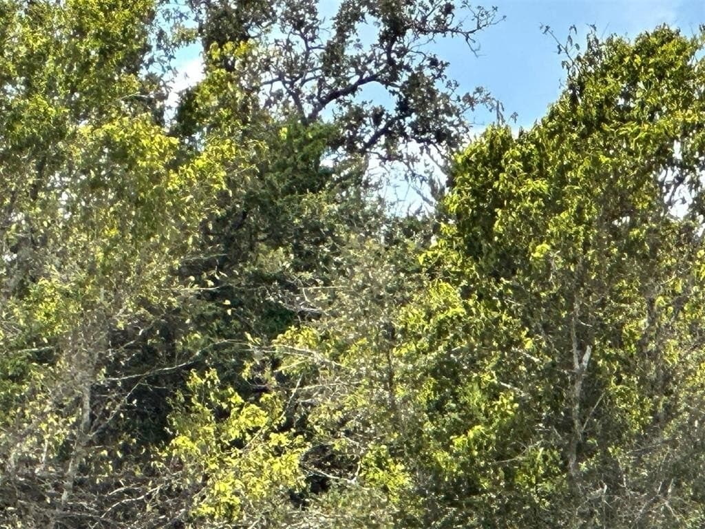 22 acres in Lavaca County gallery image 4