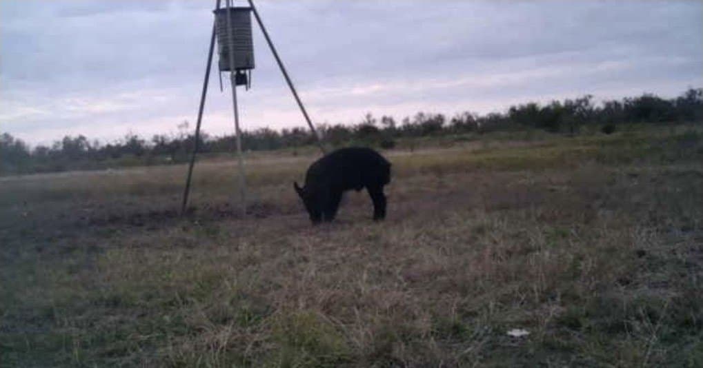 347 acres in Taylor County - photo 8