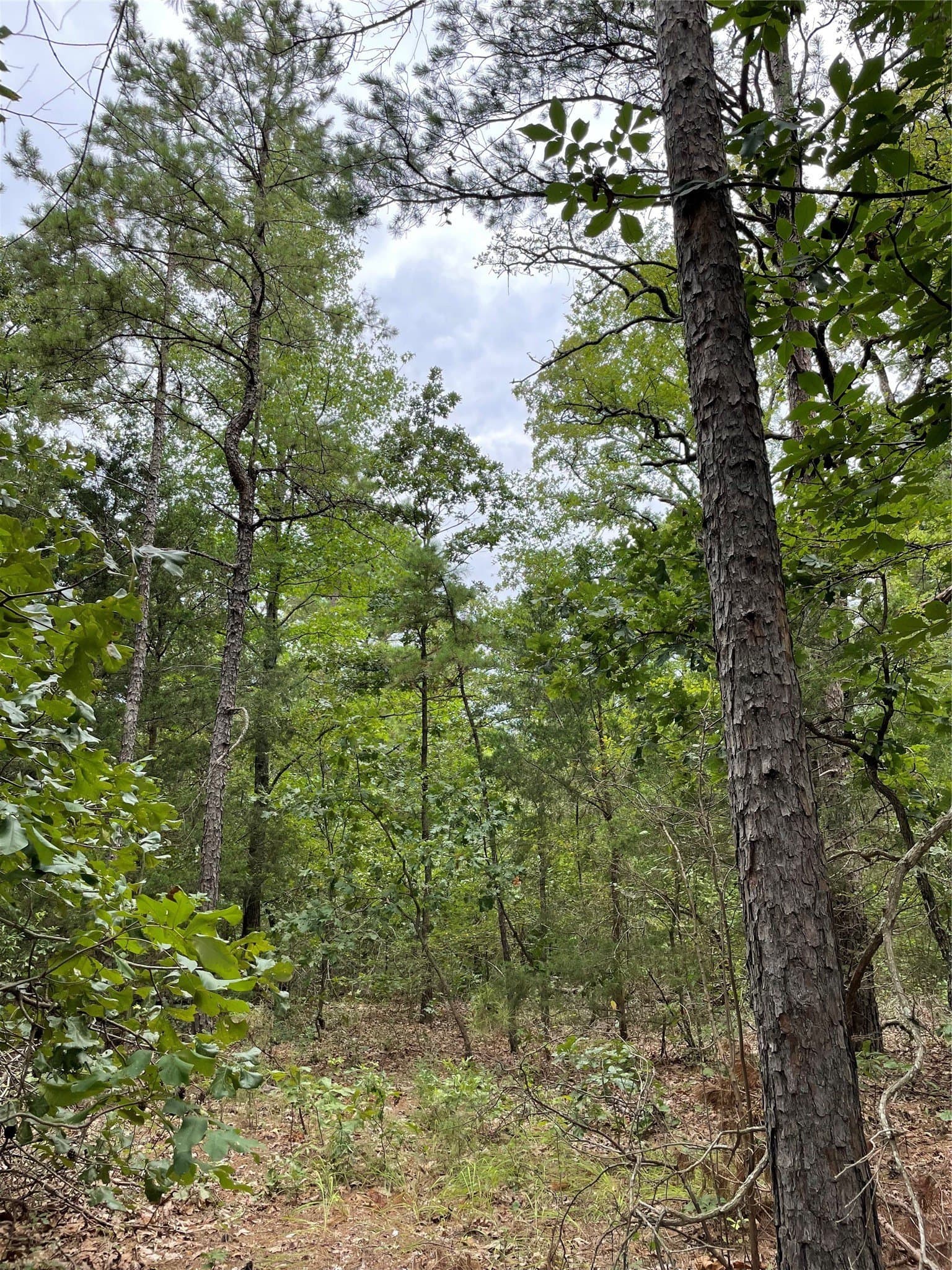 9.91 acres in Wood County - photo 6