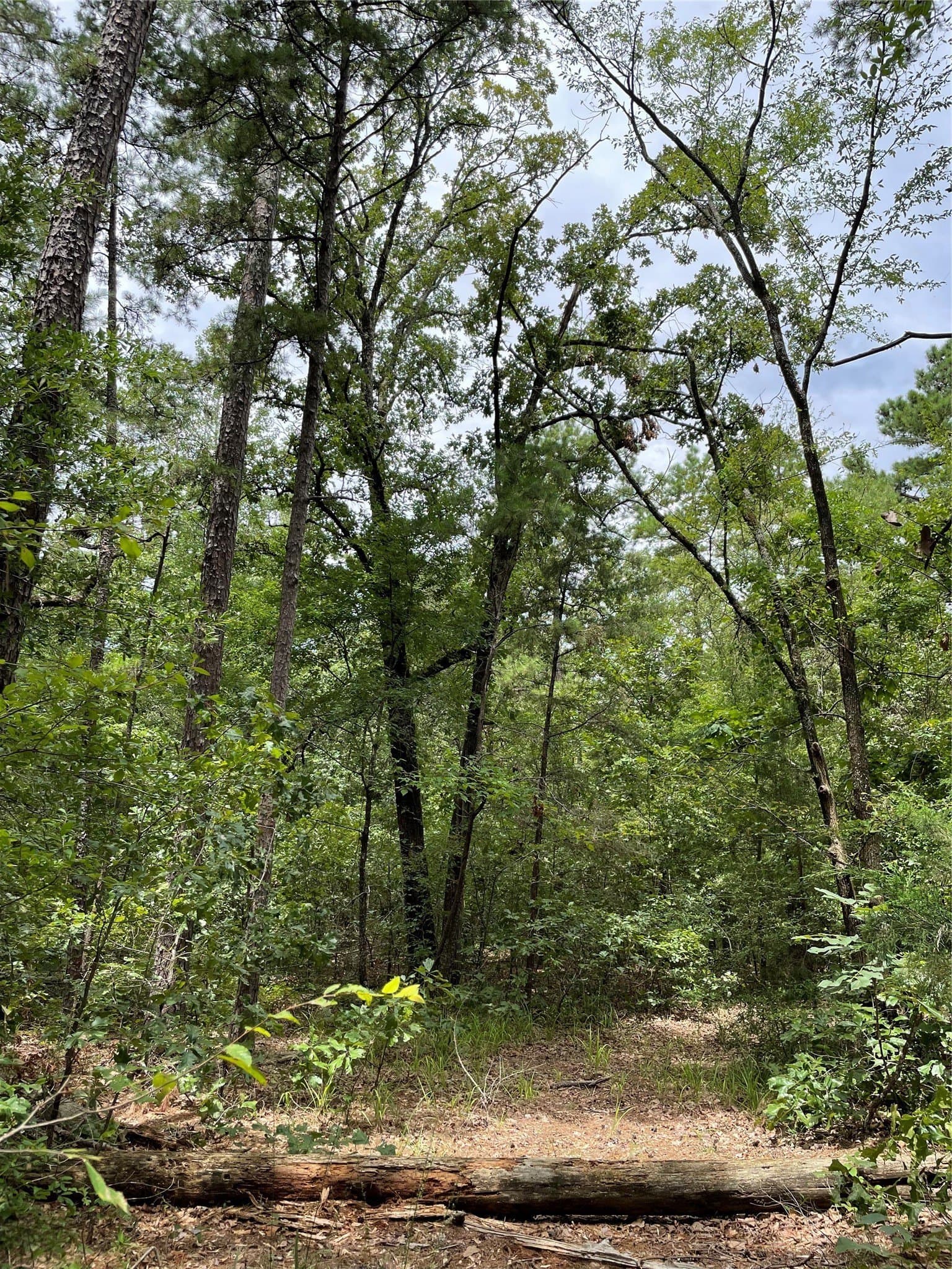9.91 acres in Wood County - photo 4