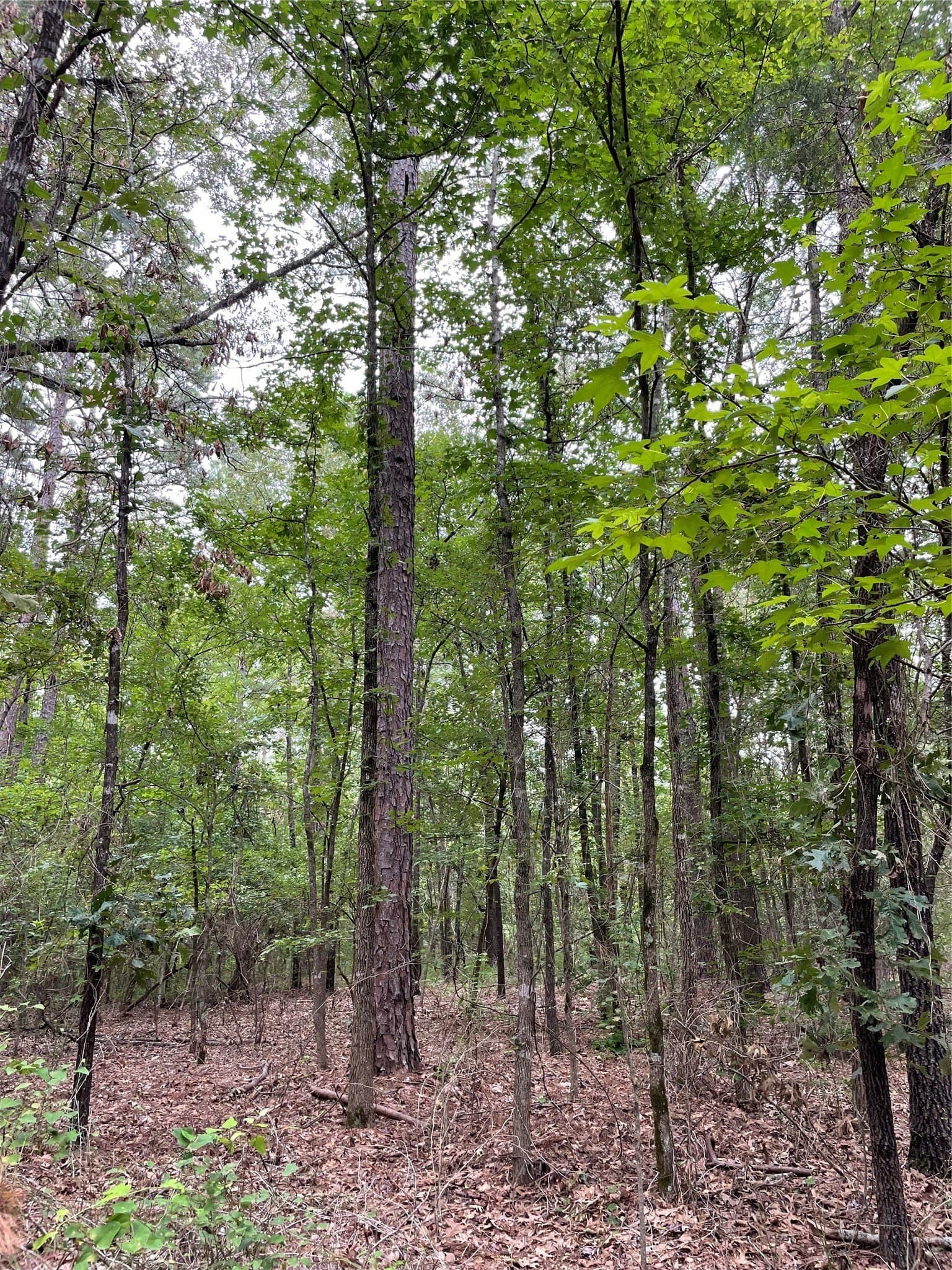 9.91 acres in Wood County - photo 3