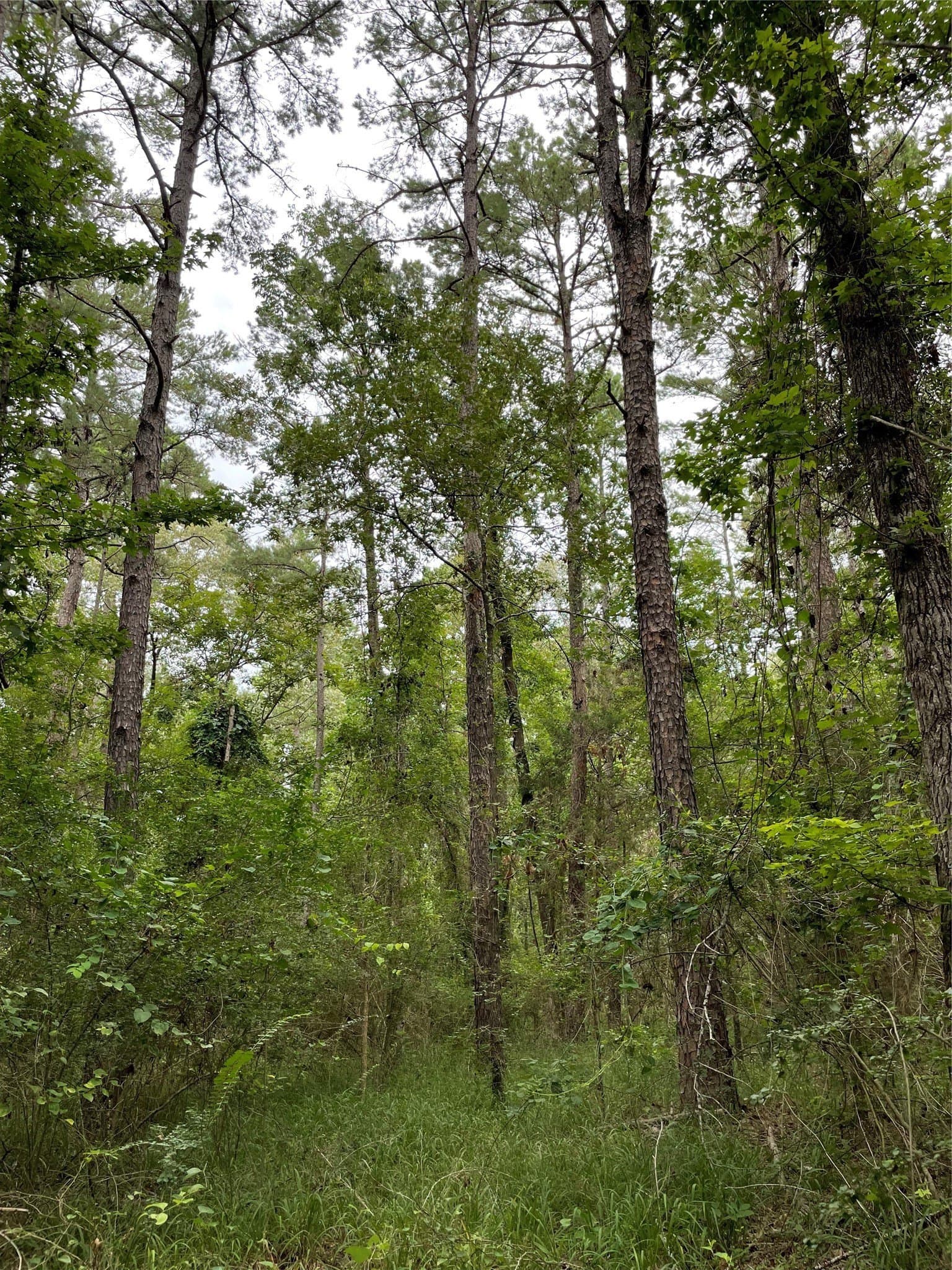 9.91 acres in Wood County - photo 8