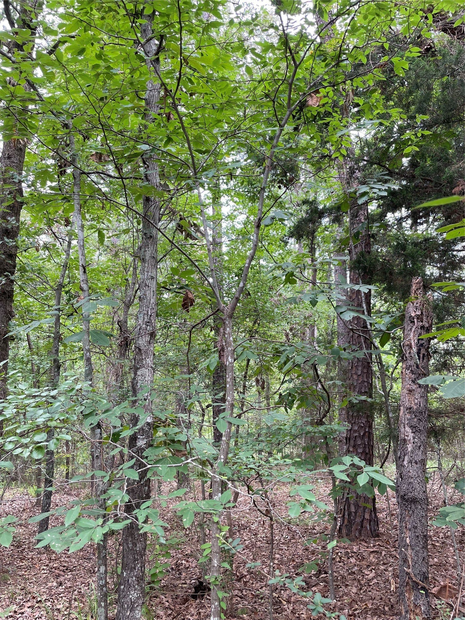 9.91 acres in Wood County - photo 7