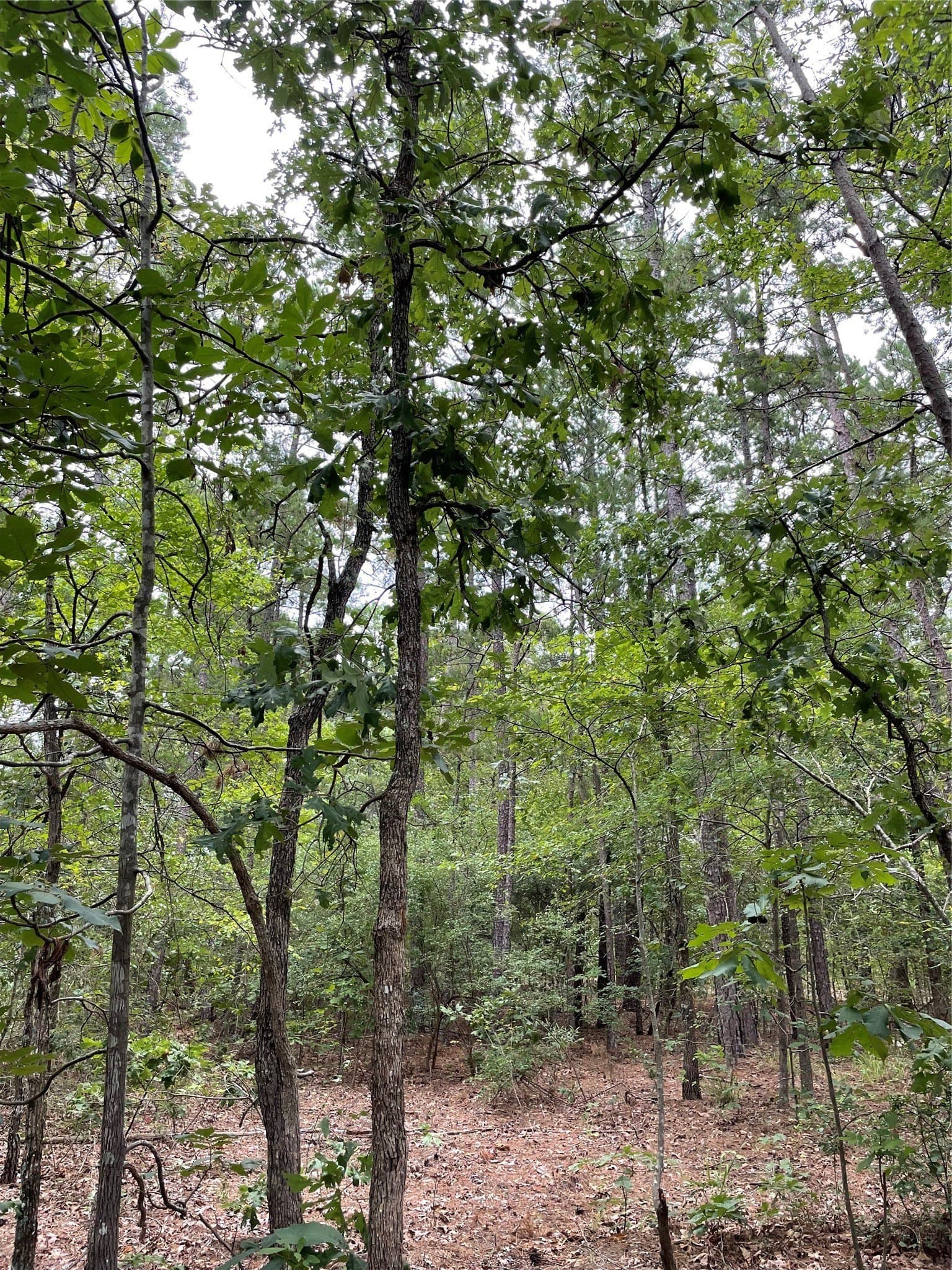 9.91 acres in Wood County - photo 5