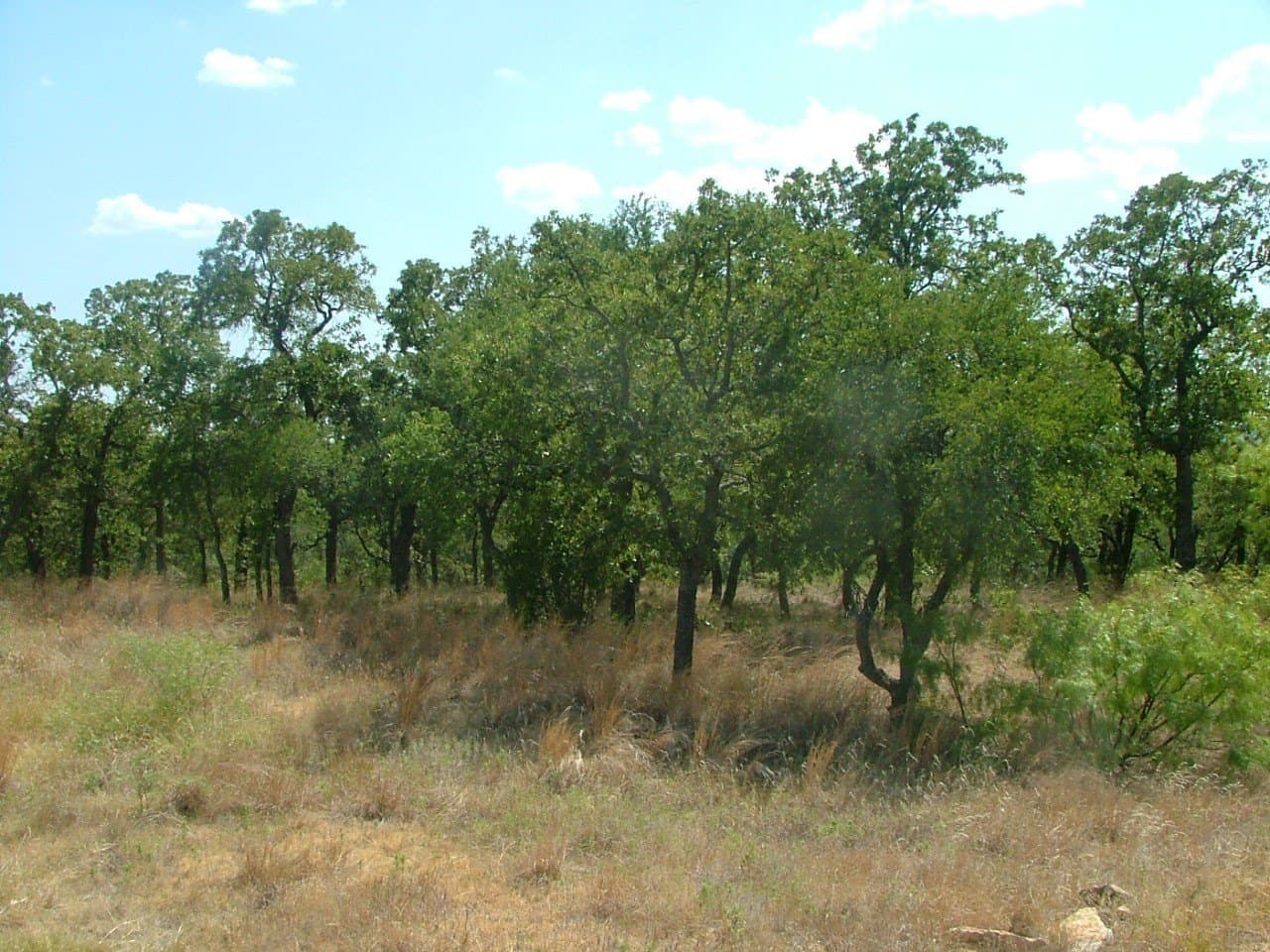 1.01 acres in Wise County - photo 7