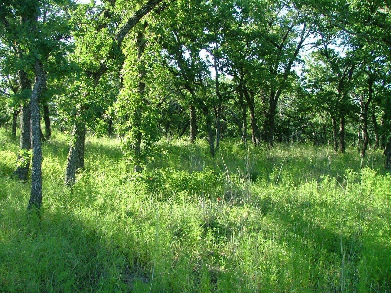 1.01 acres in Wise County - photo 12