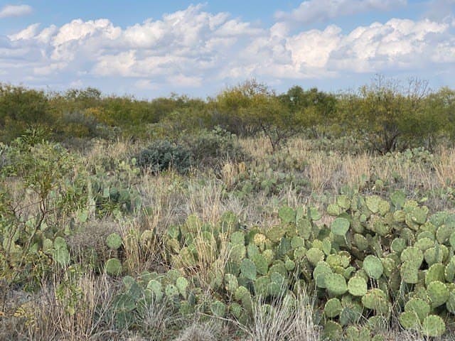 10 acres in Tom Green County gallery image 4