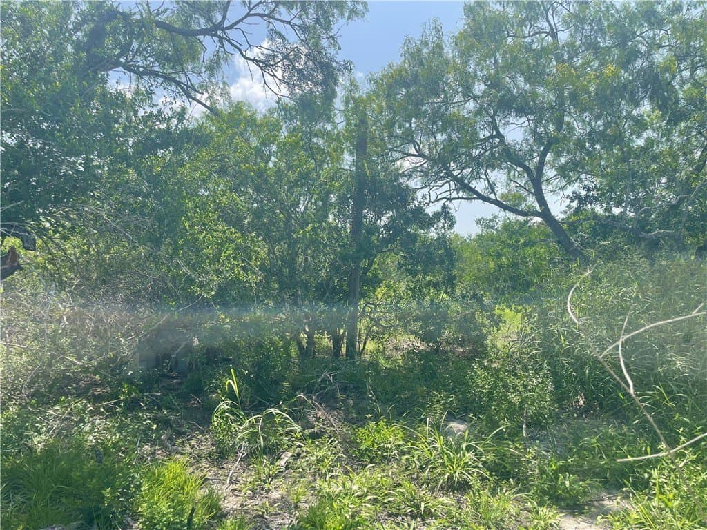 2 acres in Bee County gallery image 4