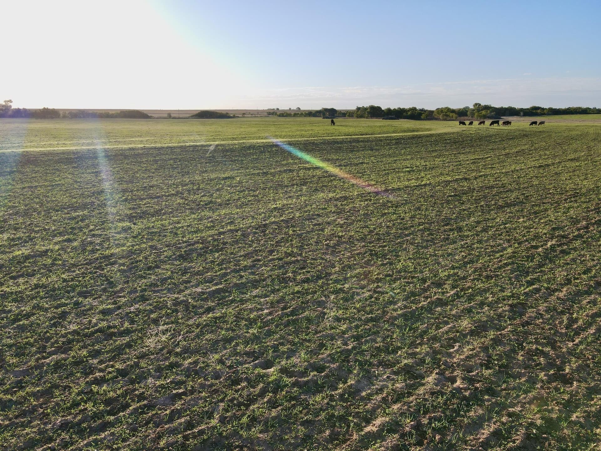 20 acres in Hall County gallery image 4
