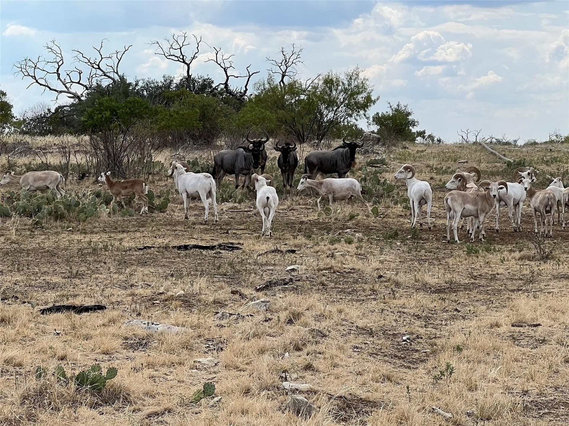 5.17 acres in Palo Pinto County - photo 30