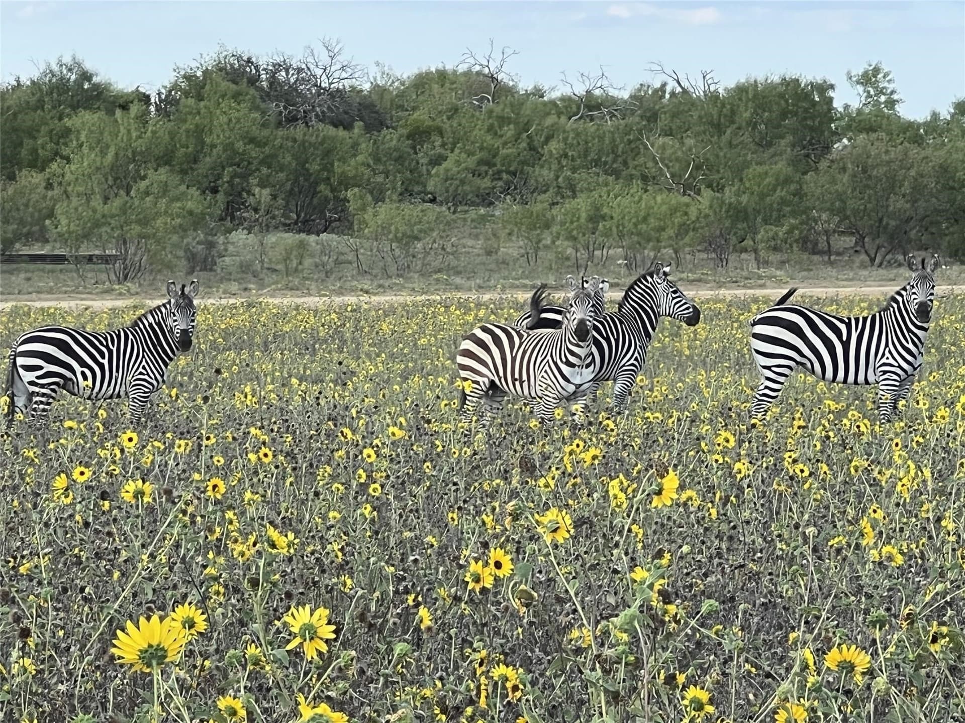 5.17 acres in Palo Pinto County - photo 33