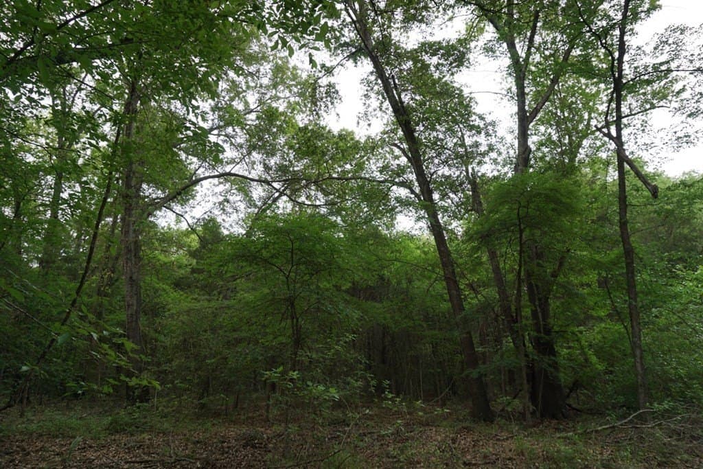 22.5 acres in Henderson County - photo 25