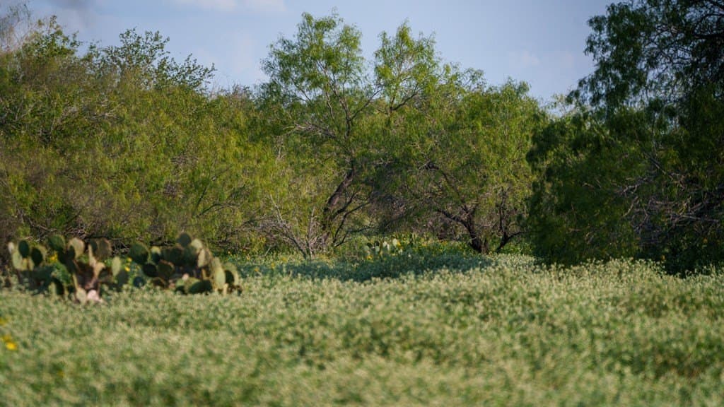 25 acres in Atascosa County gallery image 3
