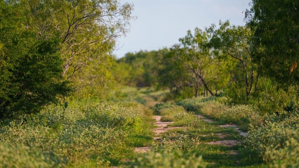 25 acres in Atascosa County featured view