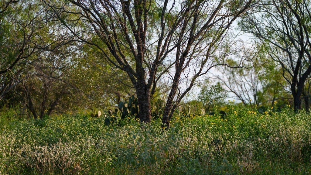 25 acres in Atascosa County gallery image 4