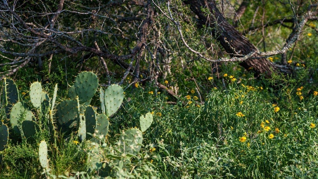 25 acres in Atascosa County gallery image 2