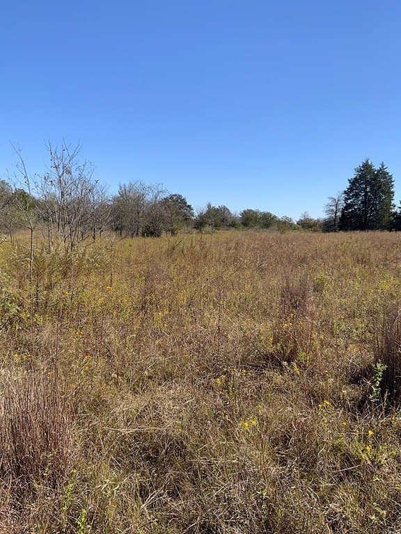 25 acres in Lee County gallery image 2