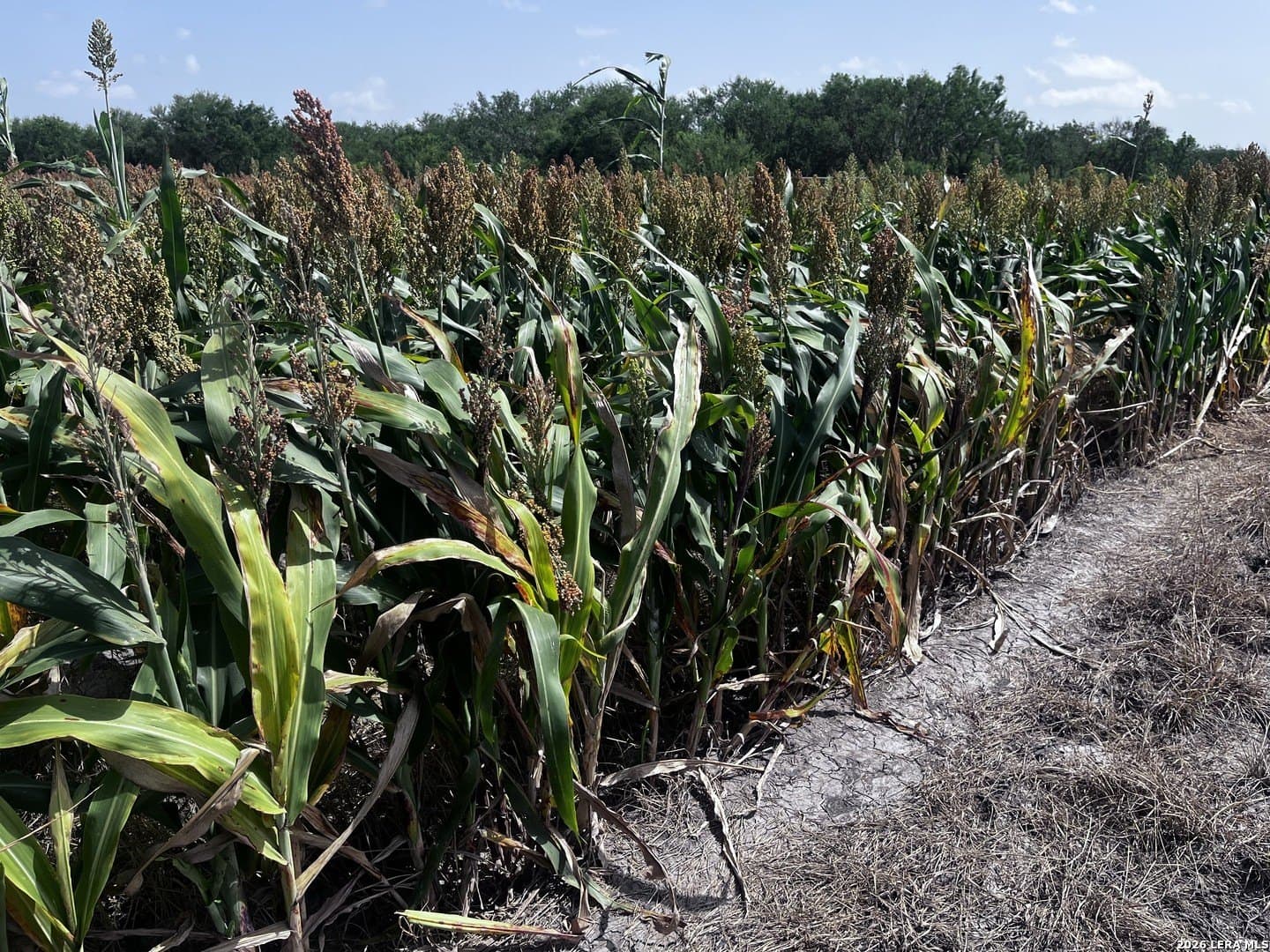 100 acres in Wilson County - photo 9