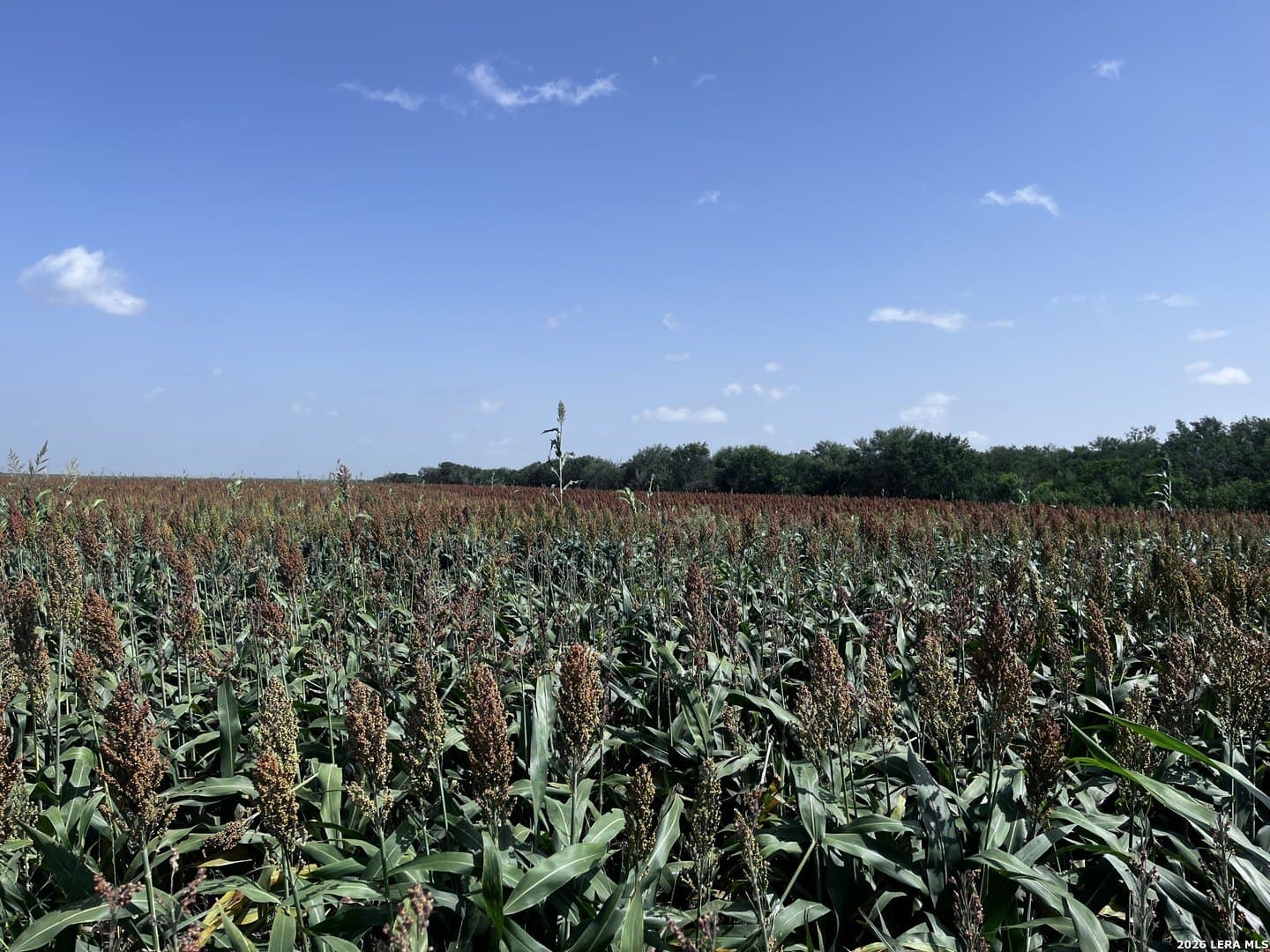 100 acres in Wilson County - photo 8