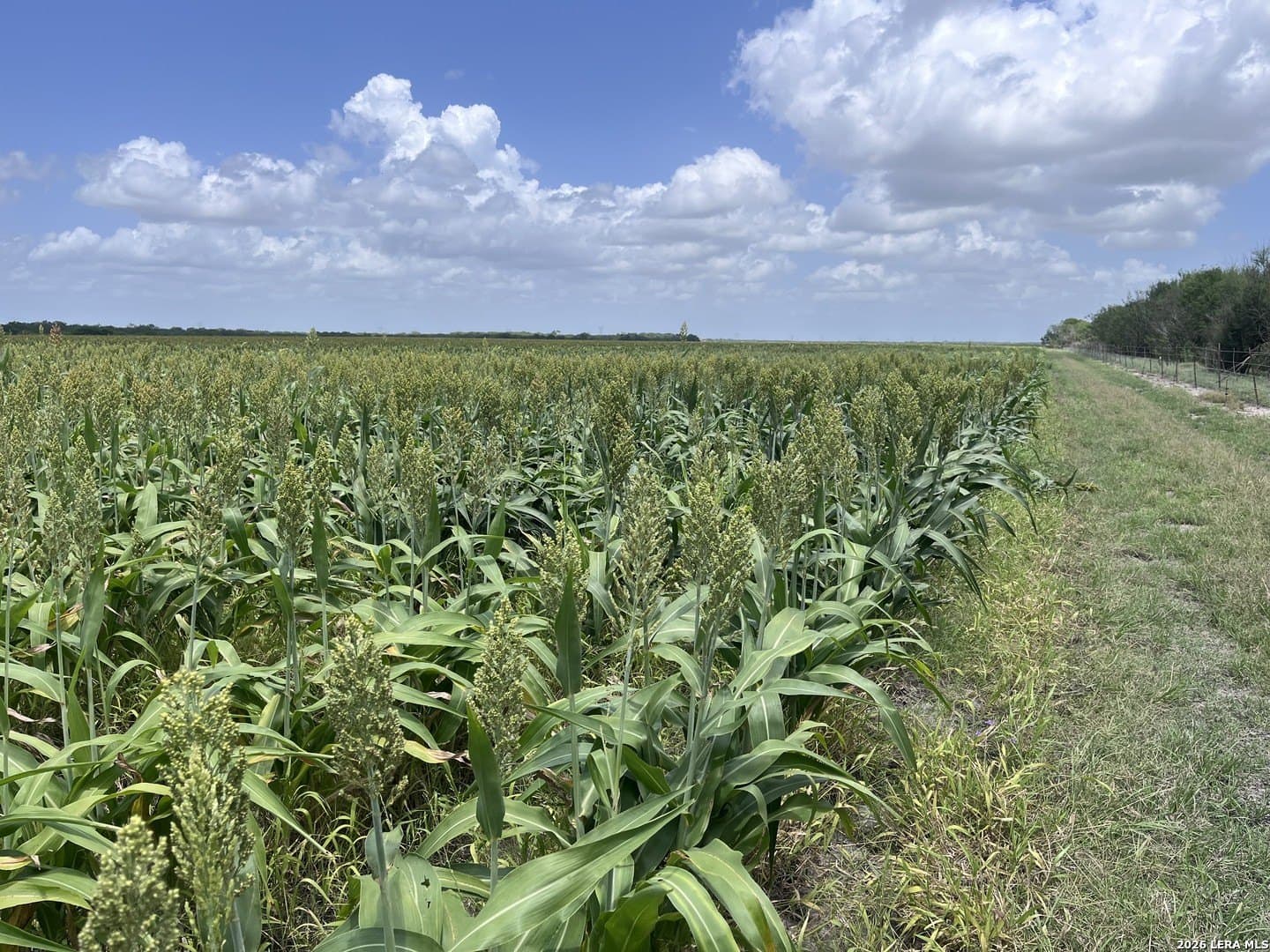 100 acres in Wilson County - photo 6