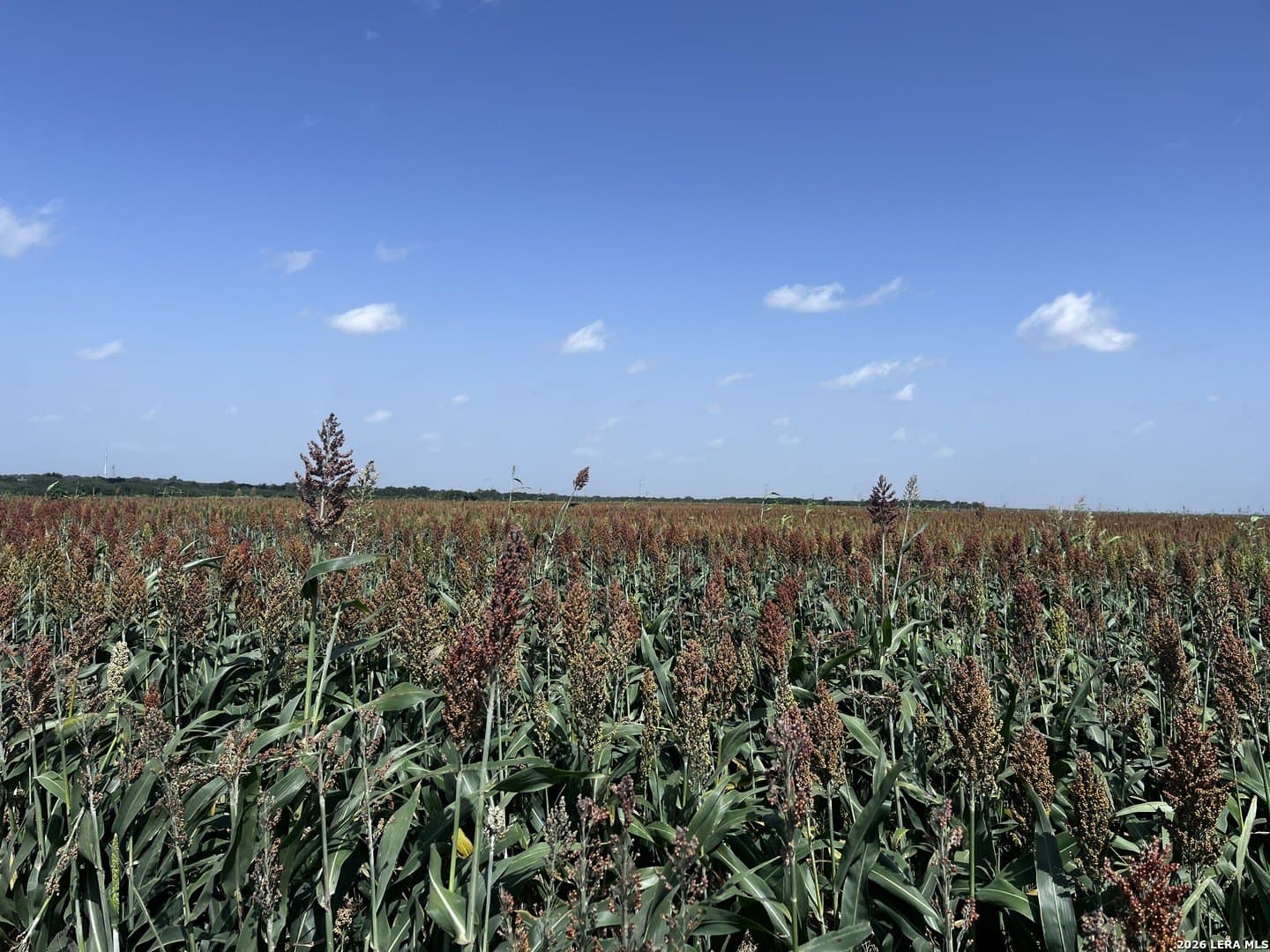 100 acres in Wilson County - photo 7