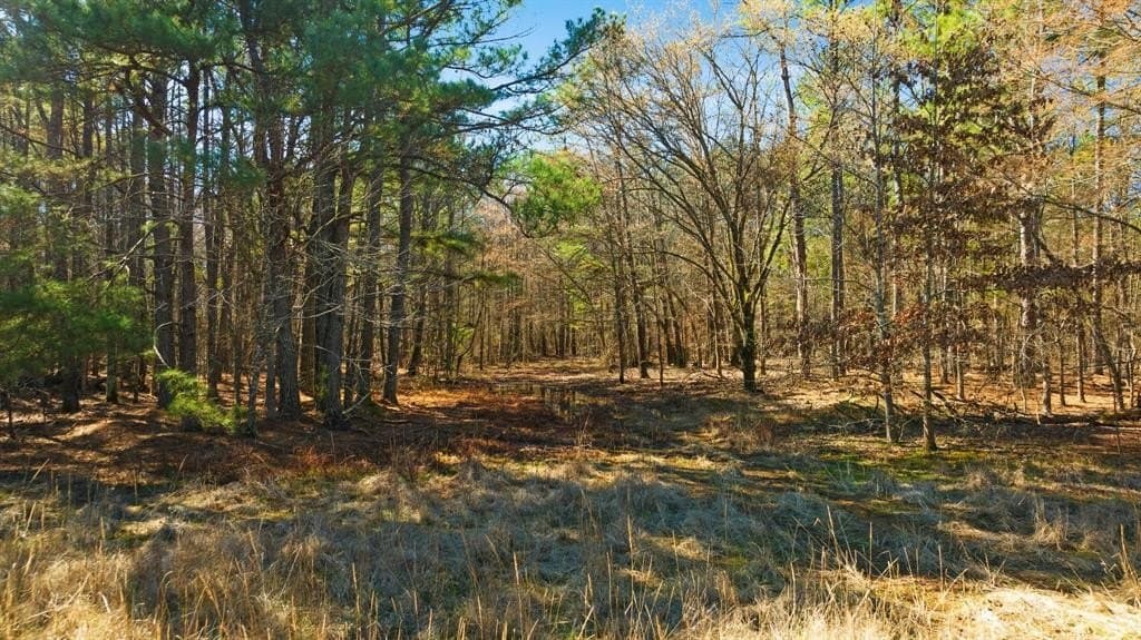 40 acres in Red River (TX) County gallery image 4