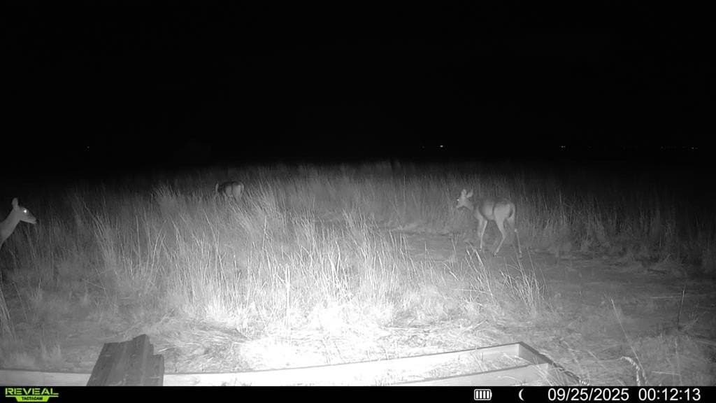 90 acres in Scurry County - photo 16