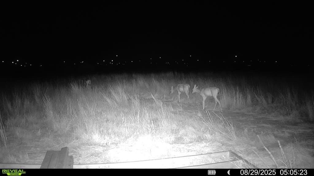 90 acres in Scurry County - photo 25