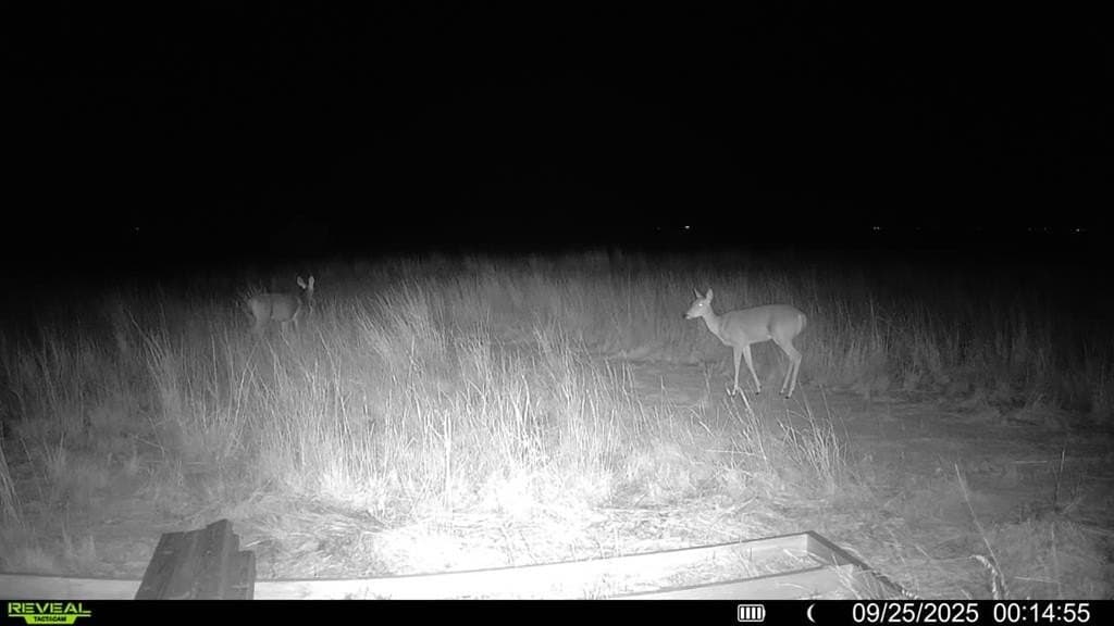 90 acres in Scurry County - photo 19