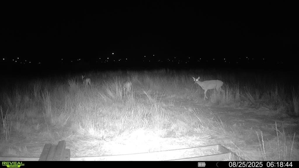 90 acres in Scurry County - photo 18