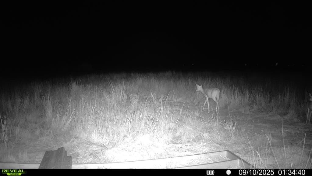 90 acres in Scurry County - photo 13