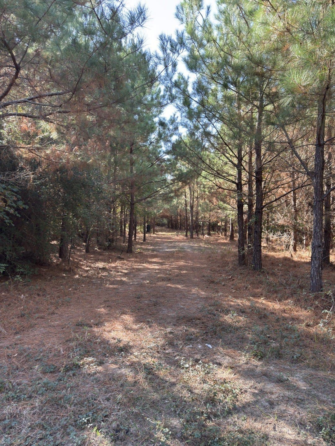 71.5 acres in Harrison County - photo 25