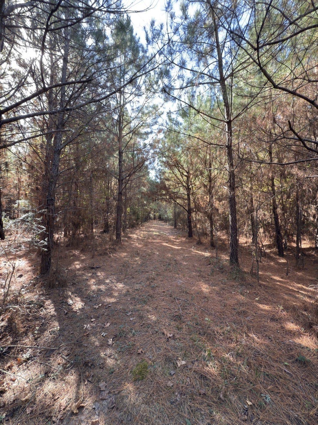 71.5 acres in Harrison County - photo 26