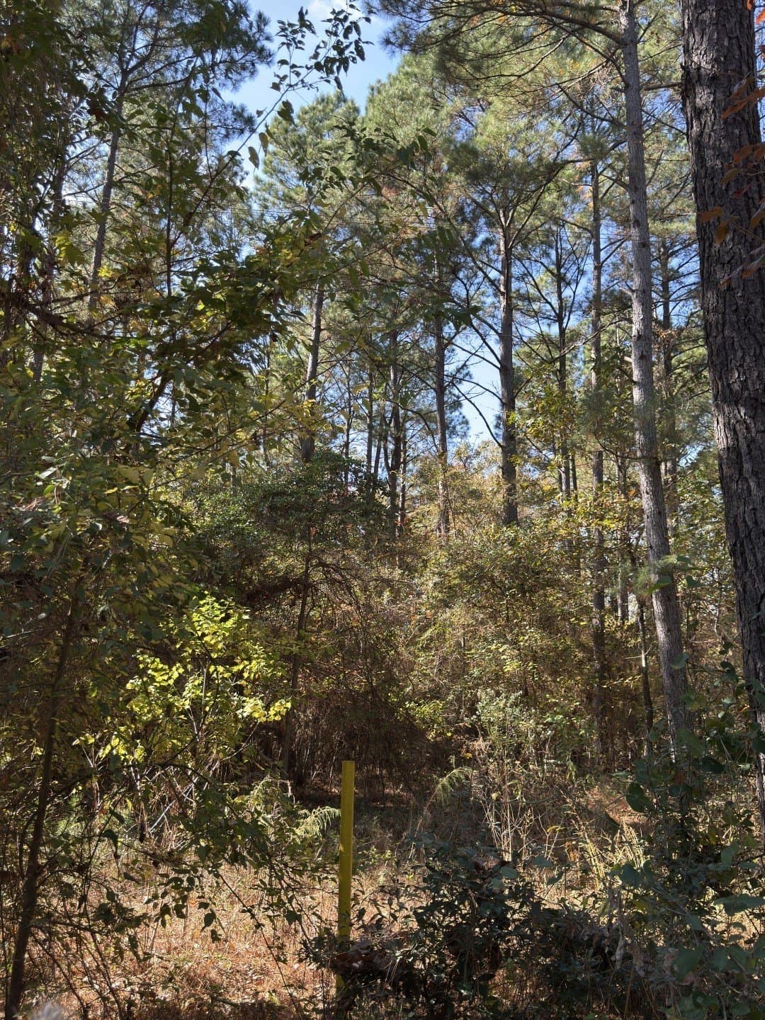 71.5 acres in Harrison County - photo 31