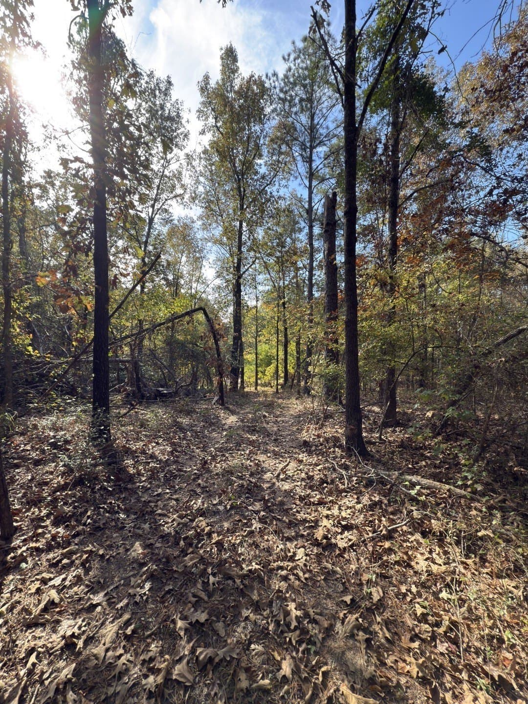 71.5 acres in Harrison County - photo 15