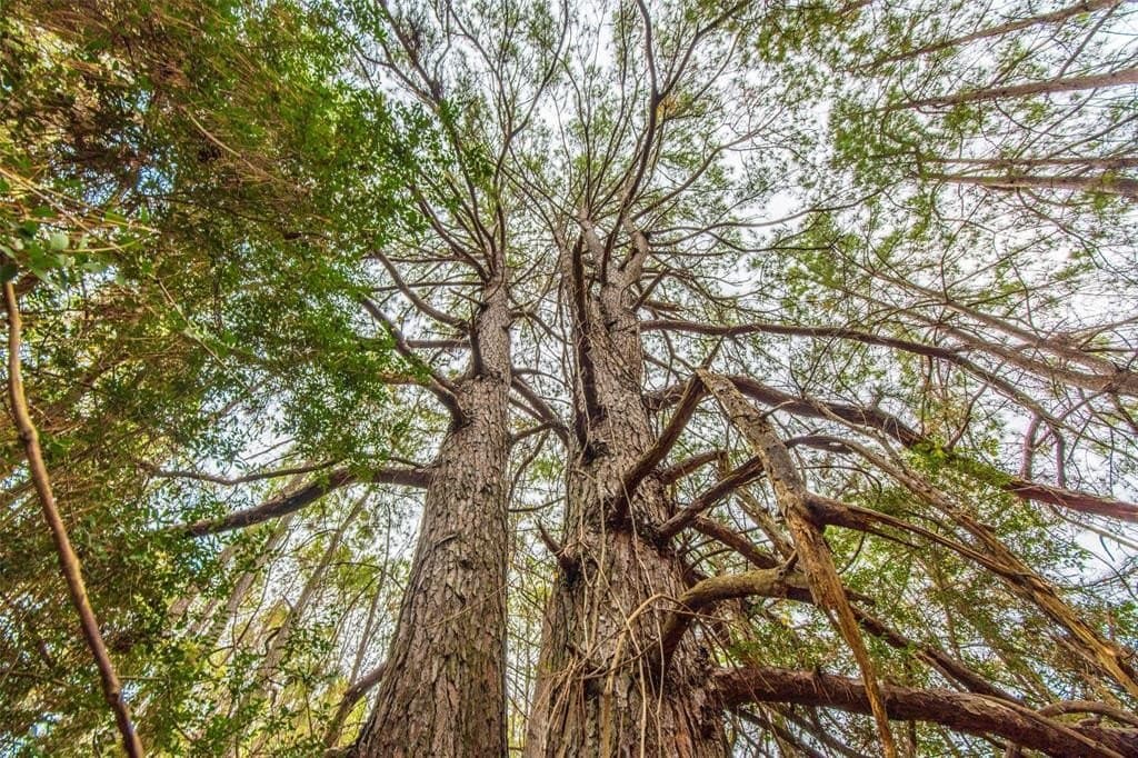 84 acres in Anderson County gallery image 4