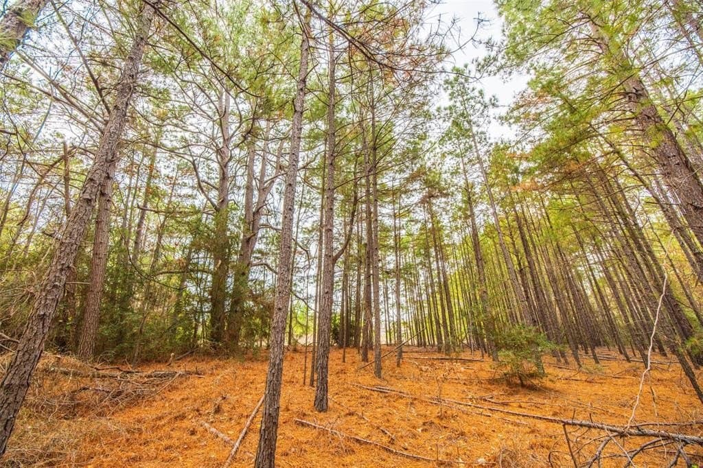 84 acres in Anderson County gallery image 3