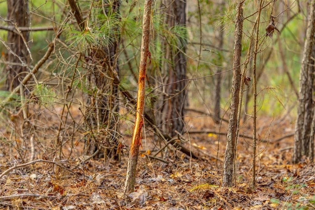 84 acres in Anderson County featured view