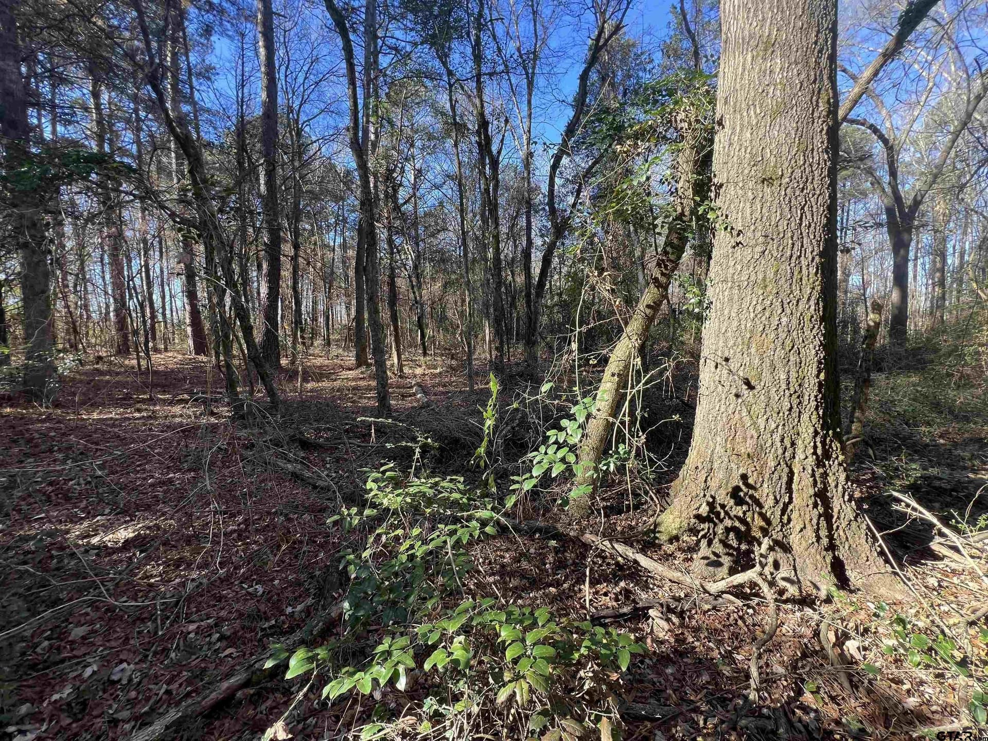 6.89 acres in Cass County gallery image 4