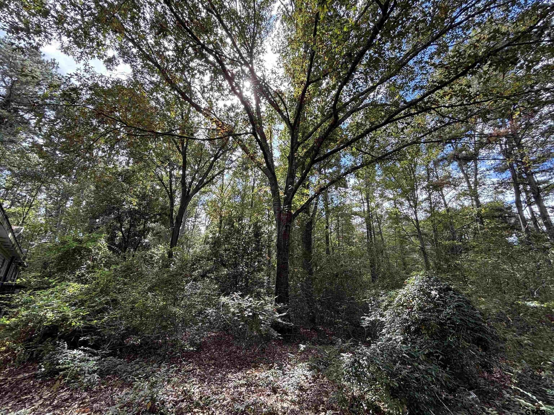 38 acres in Anderson County gallery image 4