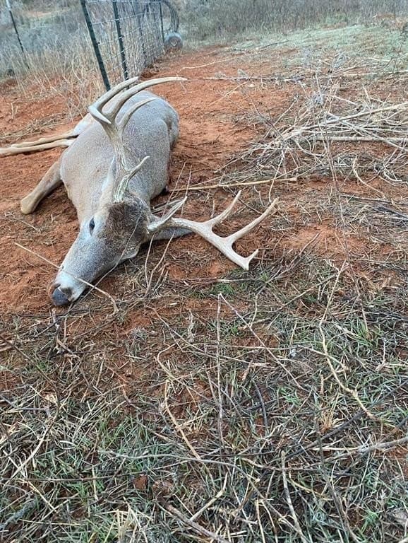 141 acres in Taylor County gallery image 2