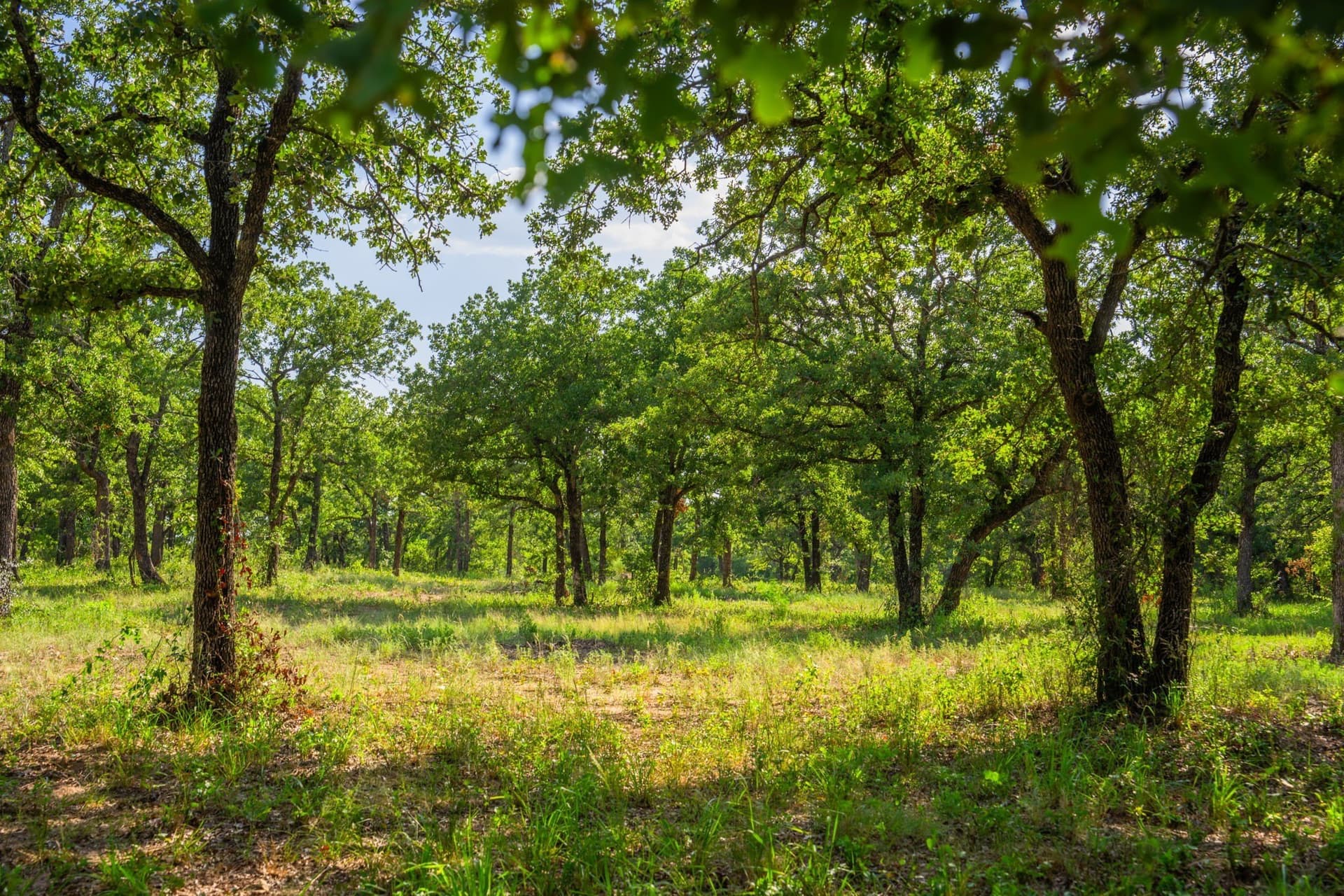 59 acres in Hood County - photo 16