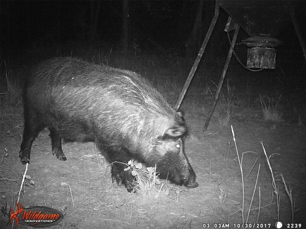 36.42 acres in Franklin (TX) County gallery image 3