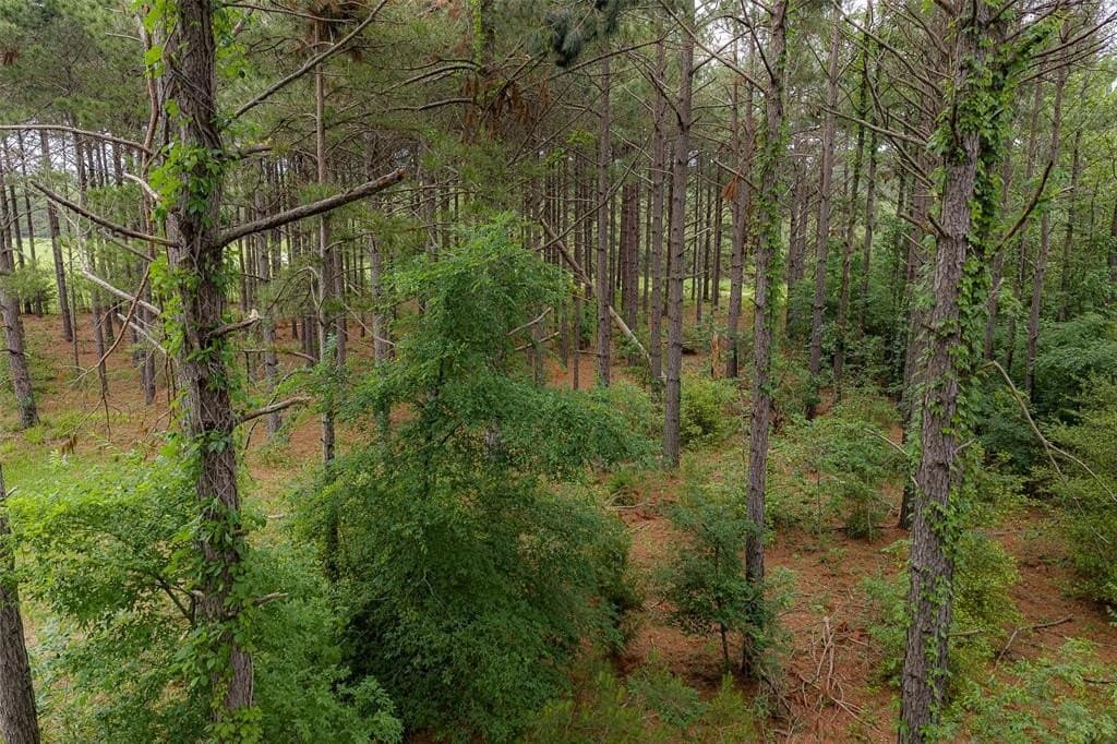 225 acres in Panola County featured view