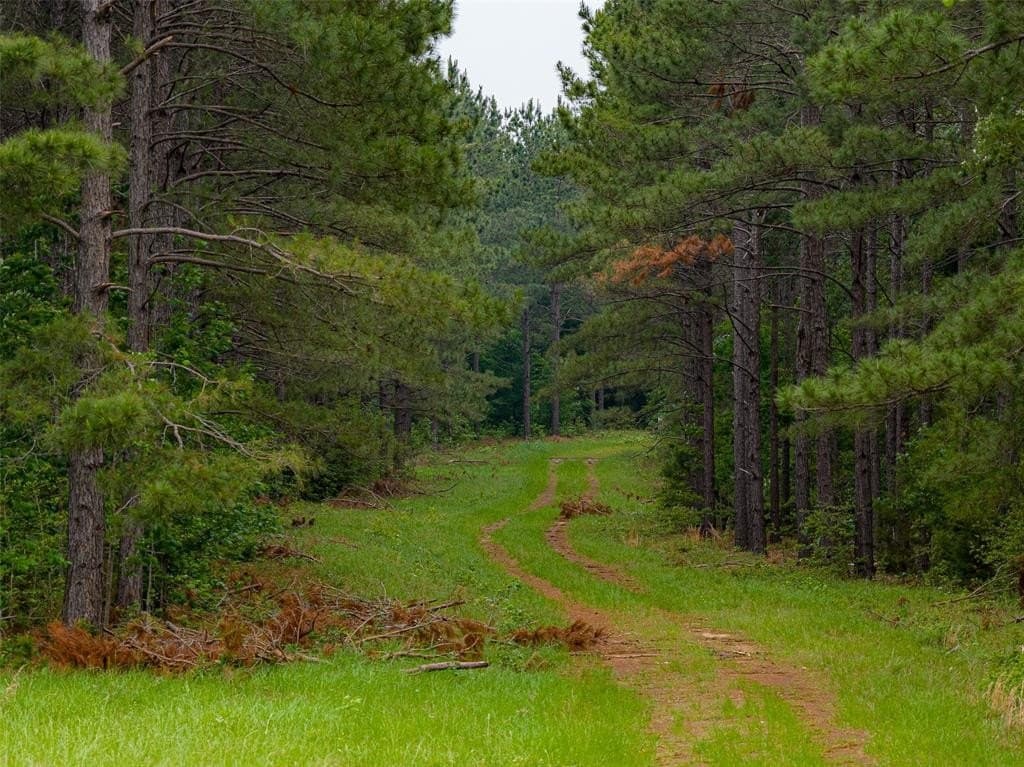 225 acres in Panola County gallery image 3